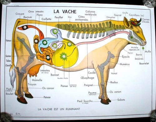 French wall Le trip veterinary anatomy horse cow vintage school poster 1348x1061